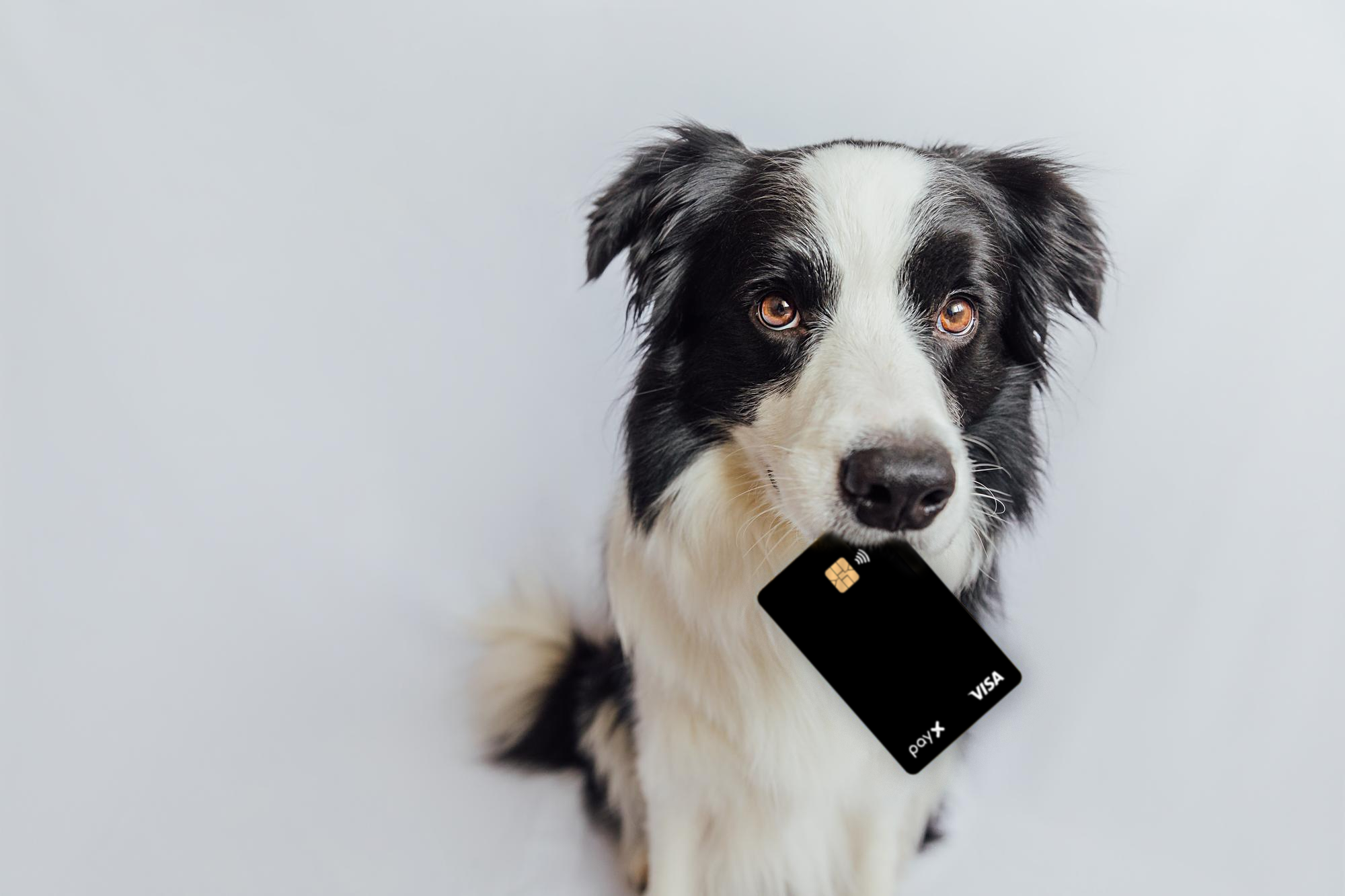 Incentivo pet em alta: por que vale a pena apostar nessa trend